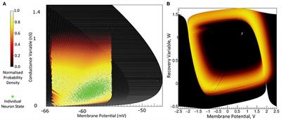 MIIND : A Model-Agnostic Simulator of Neural Populations